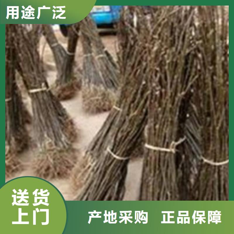 梨樹苗_藍(lán)莓苗24小時(shí)下單發(fā)貨