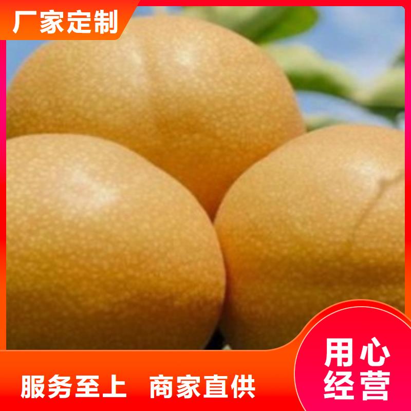 梨树苗核桃苗精心打造