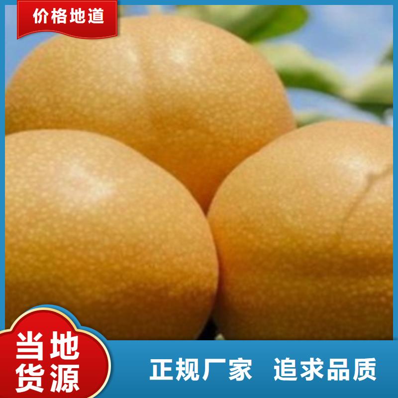 梨樹苗蘋果苗源頭直供