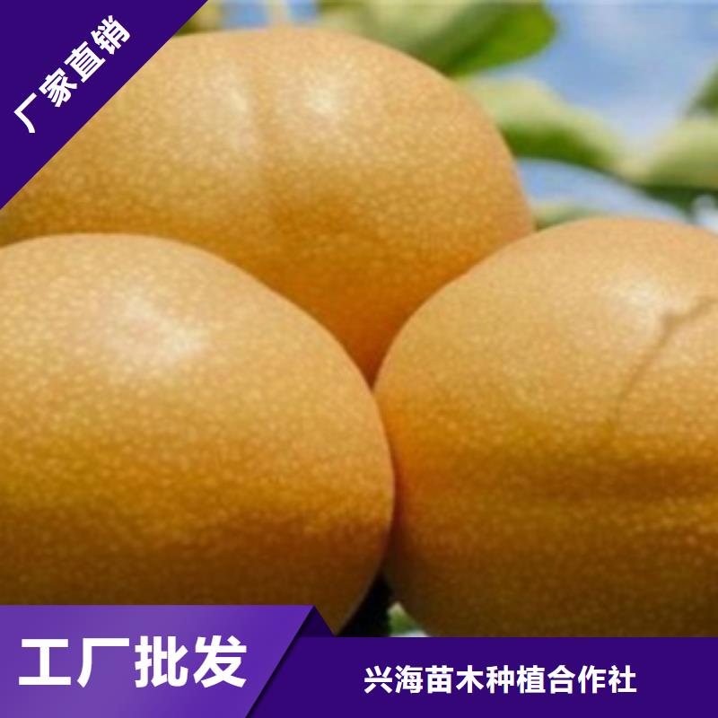 梨樹苗_藍(lán)莓苗24小時(shí)下單發(fā)貨