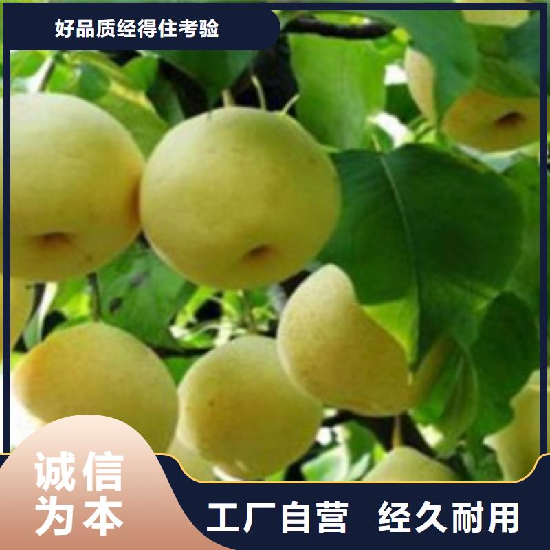 梨樹苗蘋果苗源頭直供
