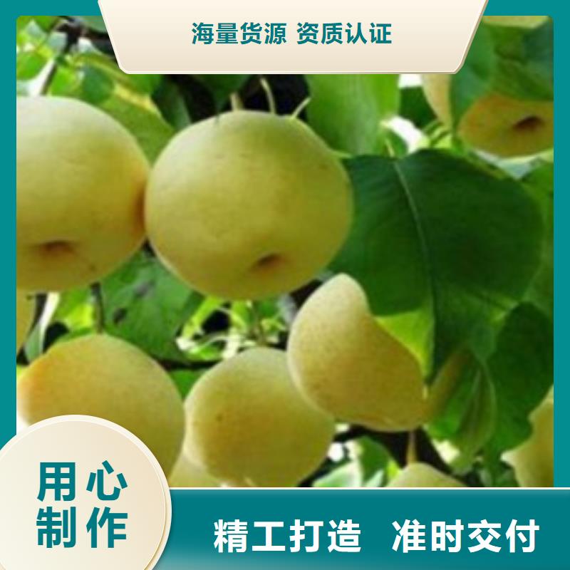 梨樹苗_藍(lán)莓苗24小時(shí)下單發(fā)貨