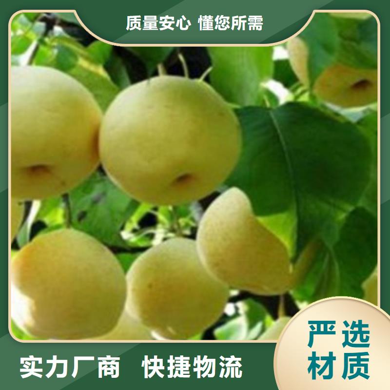 梨树苗核桃苗精心打造