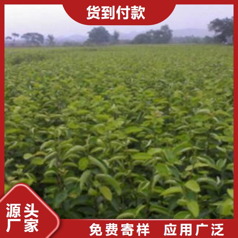 梨树苗核桃苗精心打造
