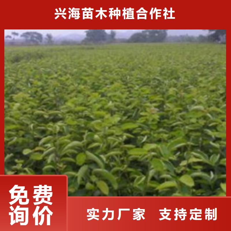 梨樹苗蘋果苗源頭直供
