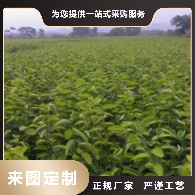 梨樹苗蘋果苗源頭直供