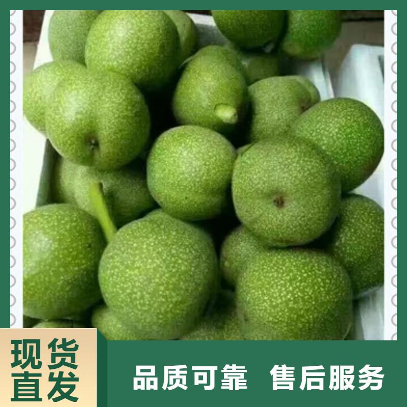 核桃苗梨树苗好品质用的放心