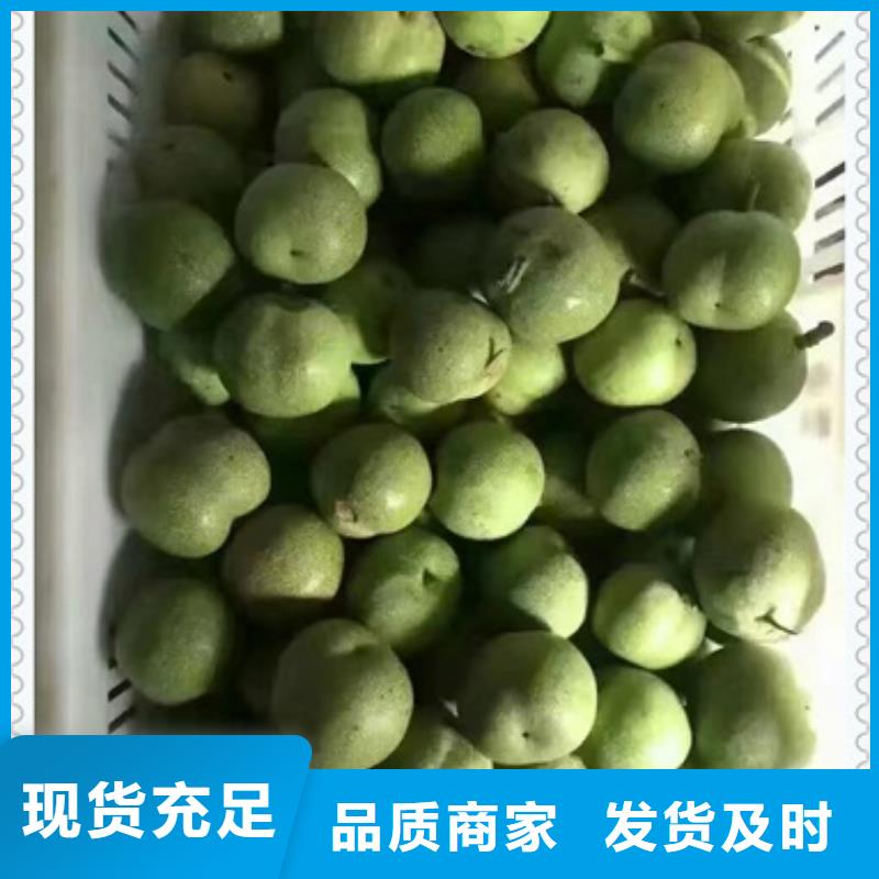 核桃苗,山楂苗工艺层层把关