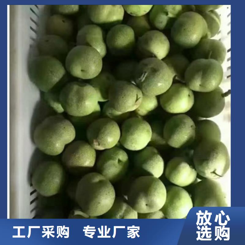 核桃苗桃樹苗常年出售