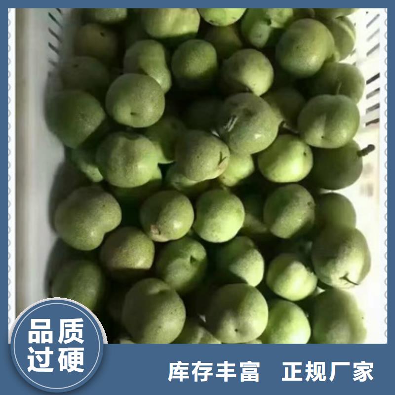 核桃苗板栗苗工厂直营