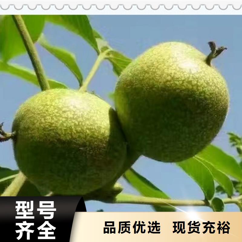 核桃苗梨樹(shù)苗專(zhuān)業(yè)生產(chǎn)設(shè)備