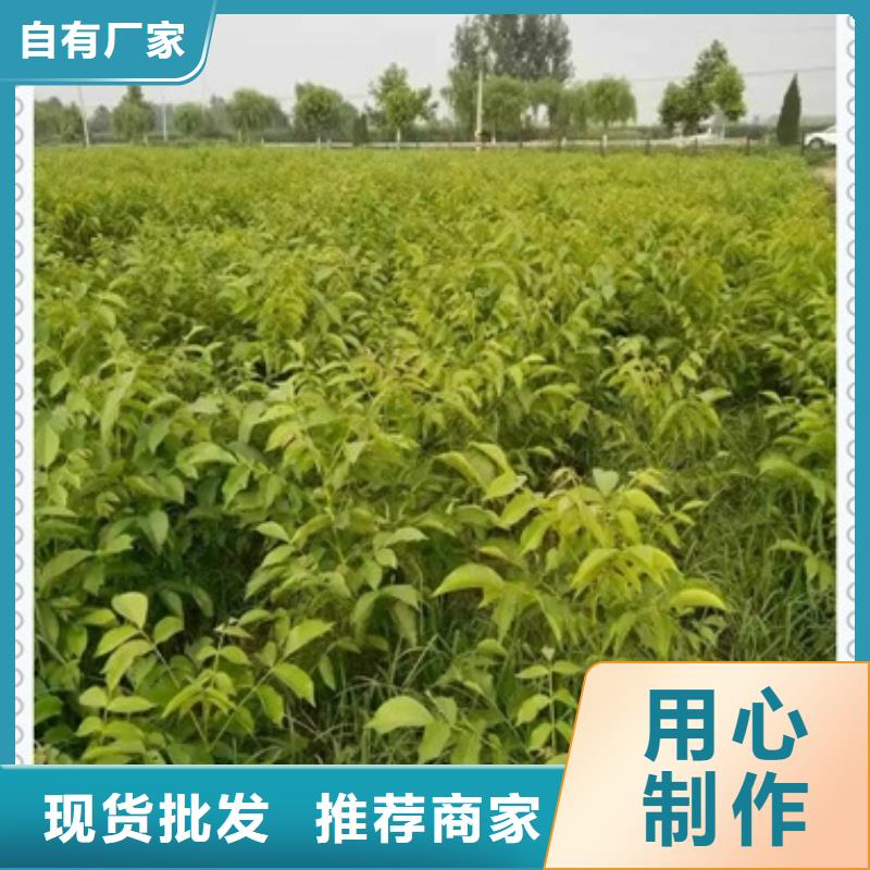 核桃苗藍(lán)莓苗質(zhì)量?jī)?yōu)選