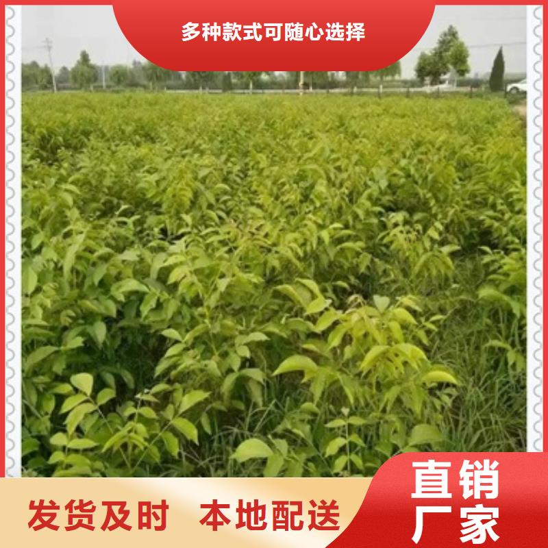 核桃苗桃樹苗常年出售