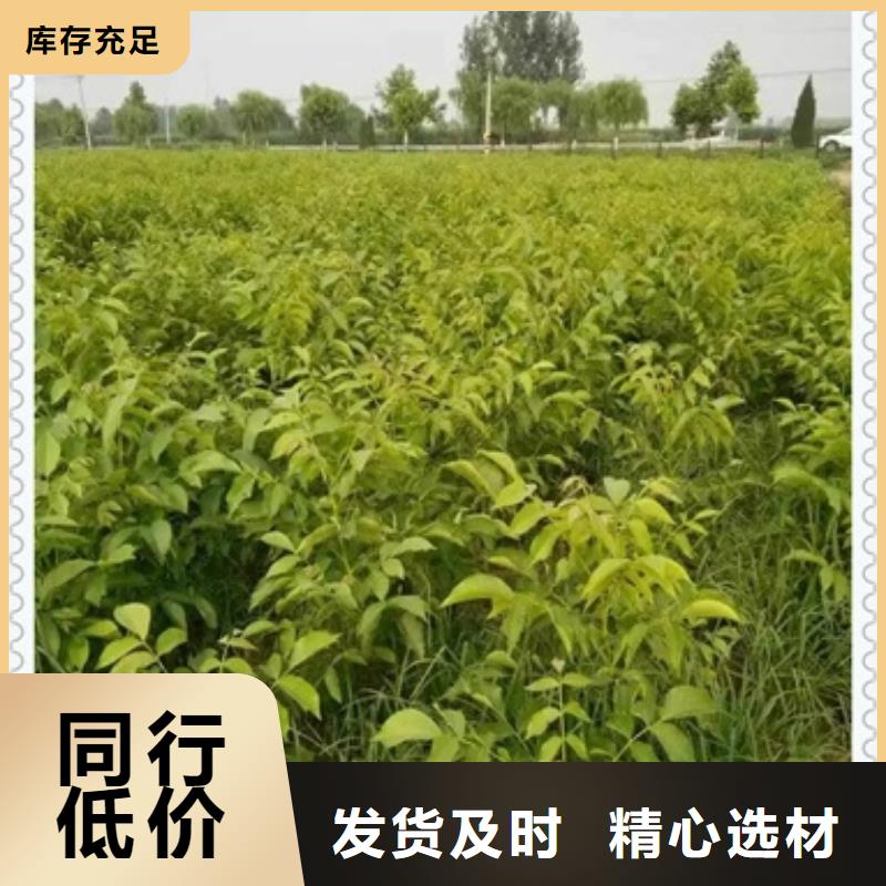 核桃苗,山楂苗工艺层层把关