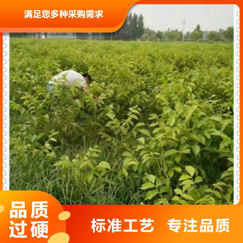 核桃苗山楂苗品質(zhì)做服務(wù)