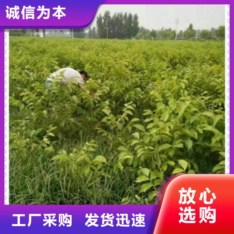 核桃苗板栗苗工厂直营