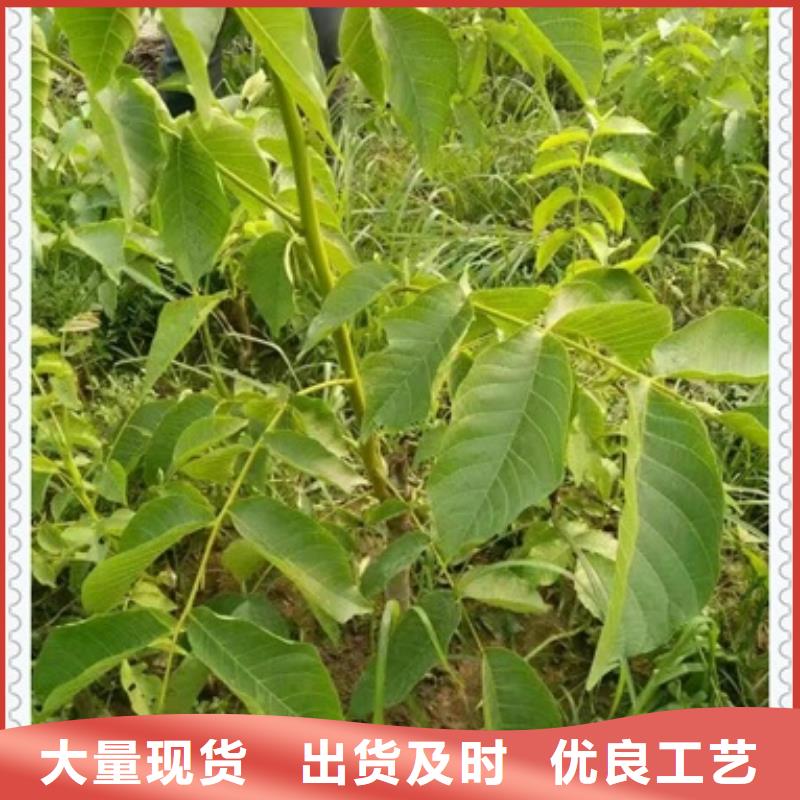 核桃苗,山楂苗工艺层层把关