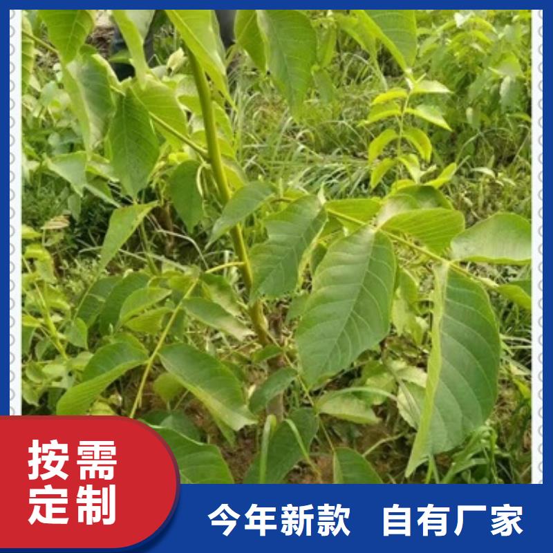 核桃苗山楂苗源頭廠家來(lái)圖定制