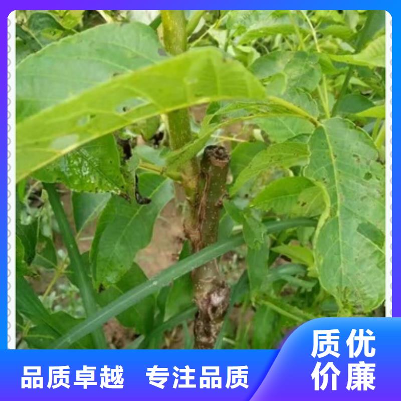 核桃苗-梨树苗工厂直供