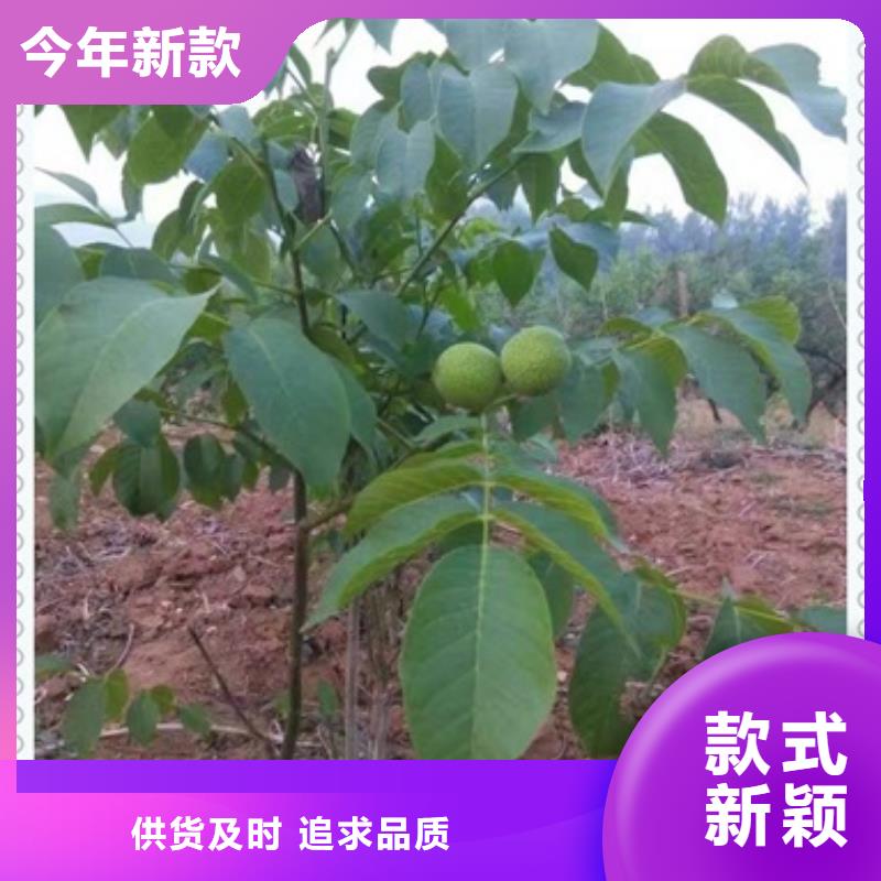 核桃苗梨树苗一个起售