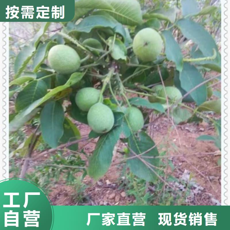 核桃苗梨树苗好品质用的放心