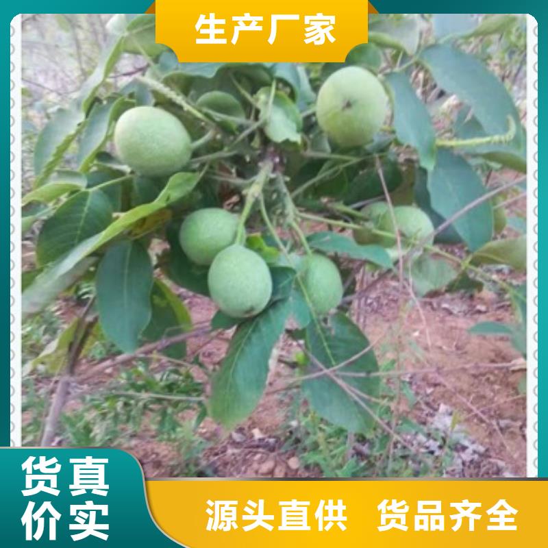 核桃苗板栗苗工厂直营