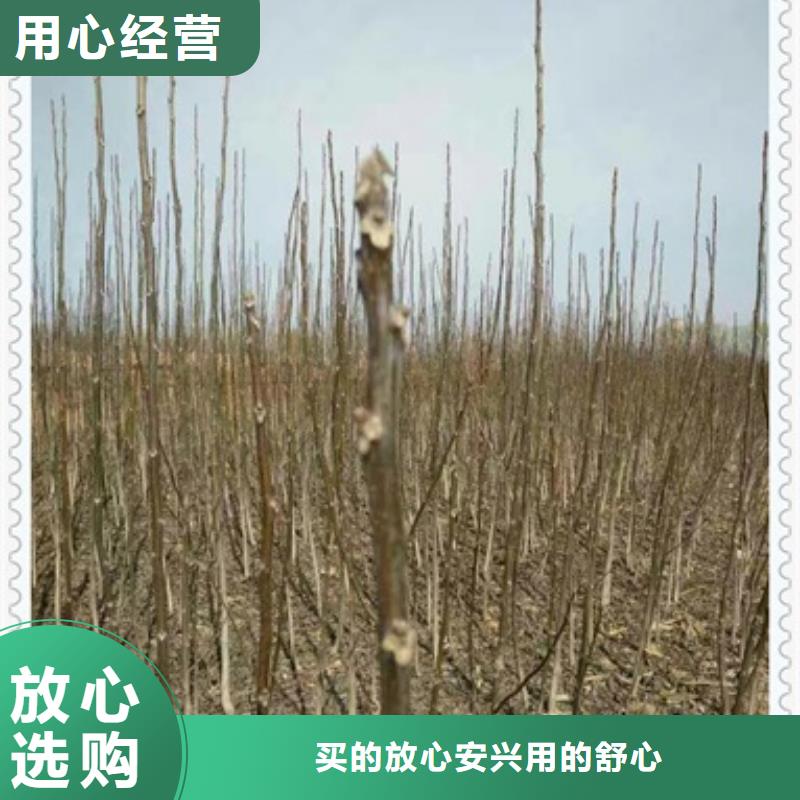 核桃苗,山楂苗工艺层层把关
