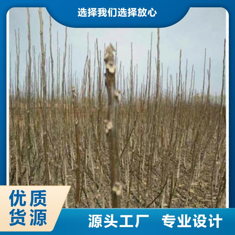 核桃苗板栗苗工廠直營
