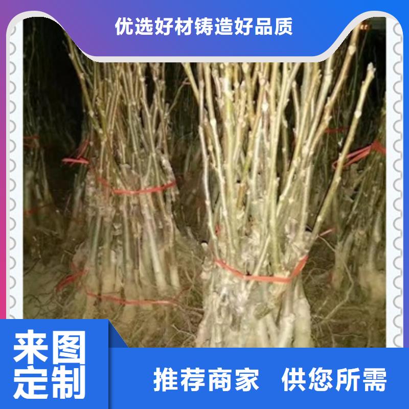 核桃苗苹果苗工厂价格