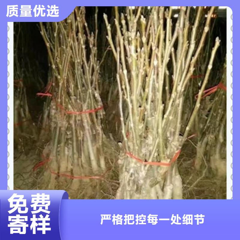 核桃苗-梨树苗工厂直供
