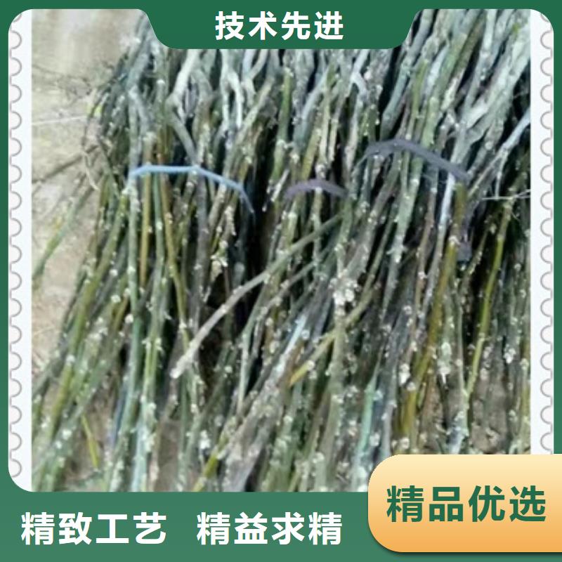 核桃苗梨树苗好品质用的放心