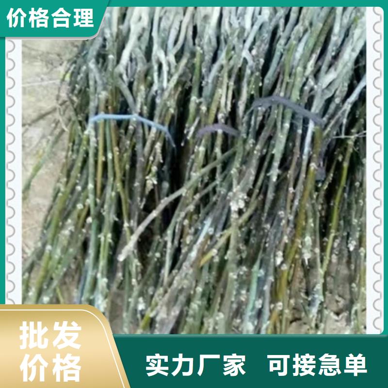 核桃苗苹果苗工厂价格