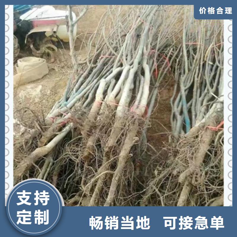 核桃苗桃樹苗常年出售