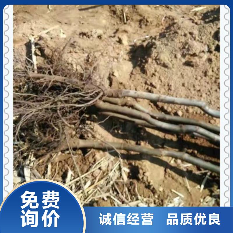 核桃苗,山楂苗工藝層層把關(guān)