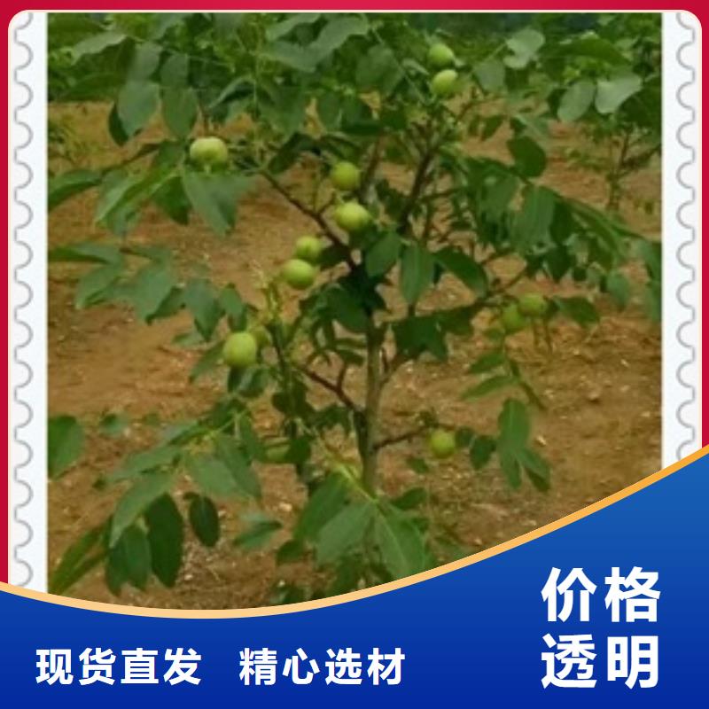 核桃苗苹果苗工厂价格