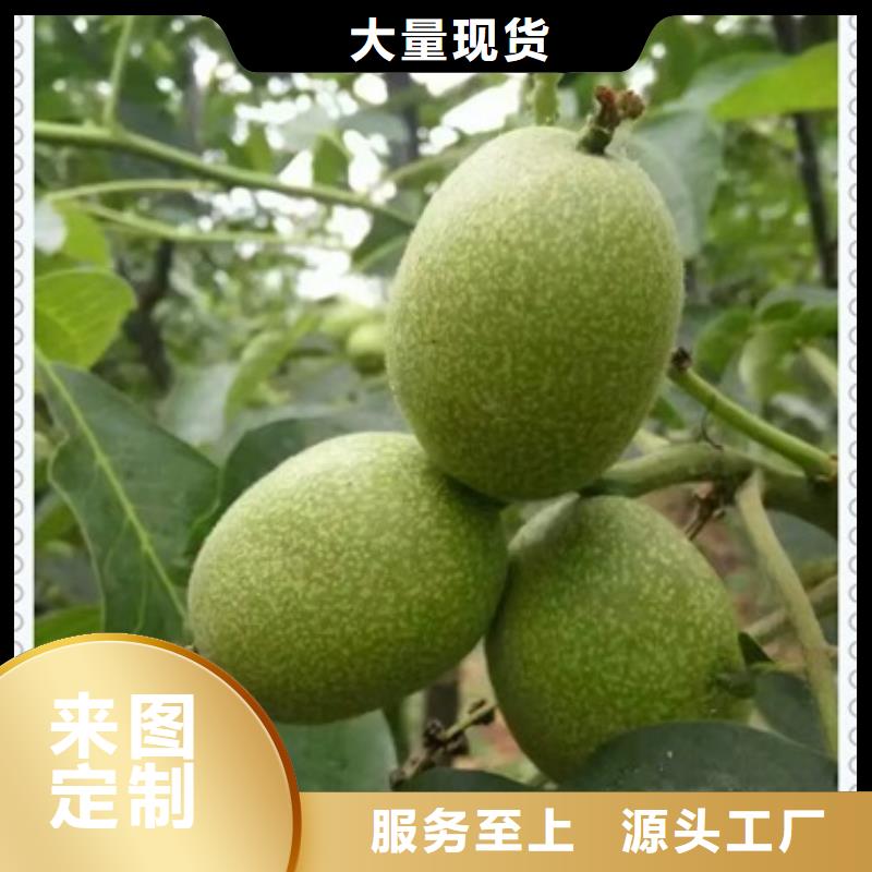 核桃苗桃樹苗常年出售