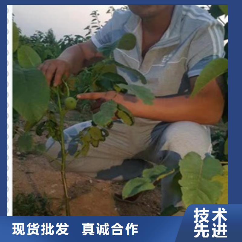 核桃苗板栗苗工厂直营