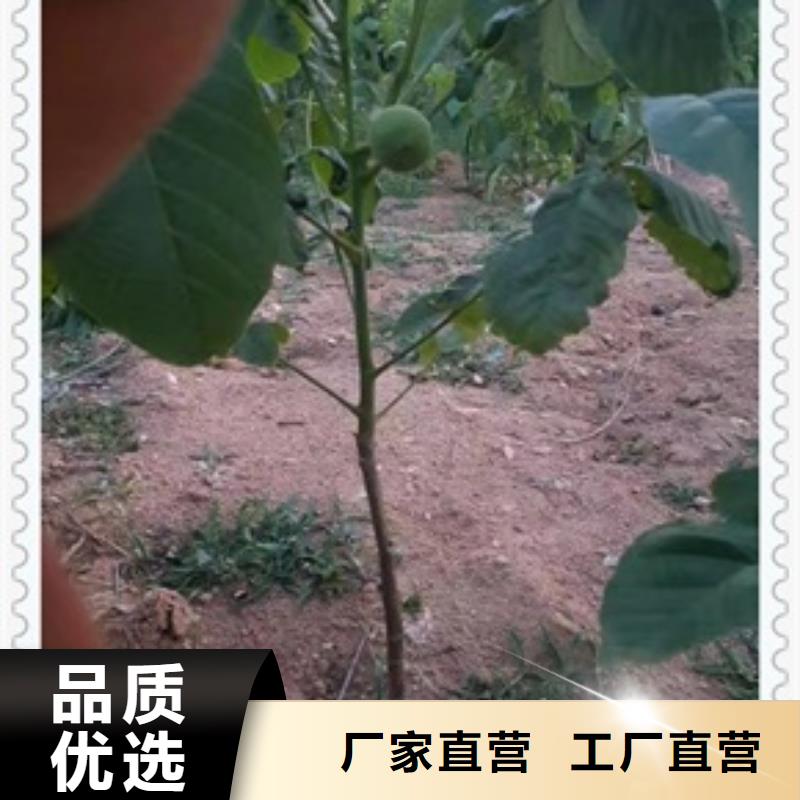 核桃苗山楂苗源头厂家来图定制