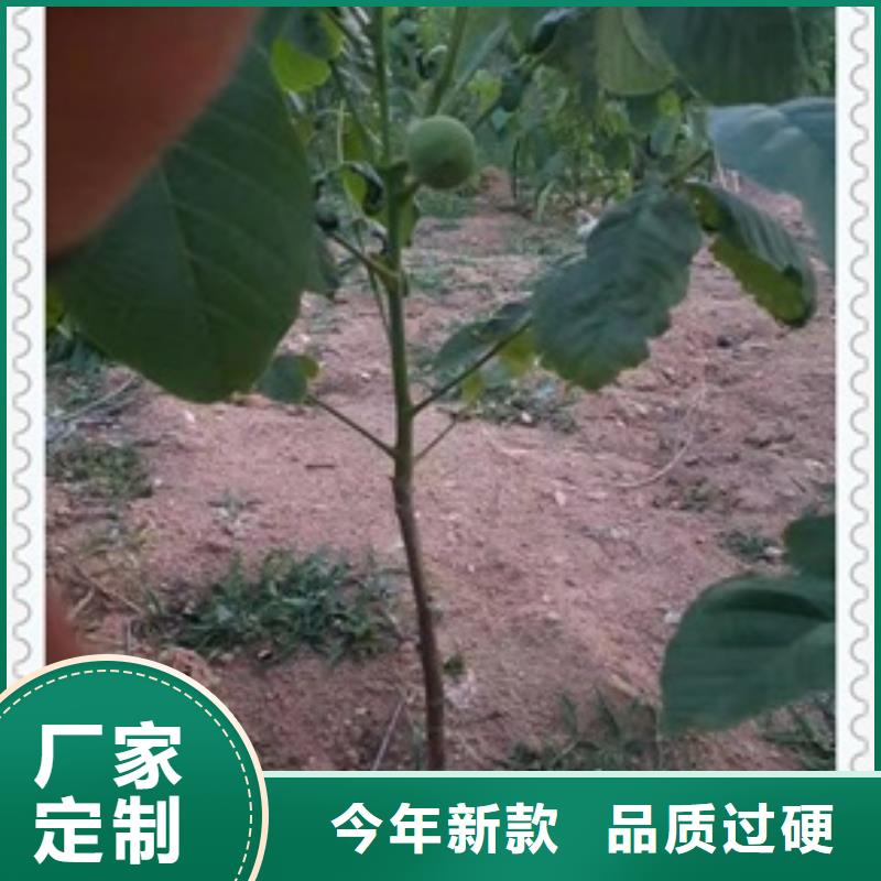 核桃苗梨树苗一个起售