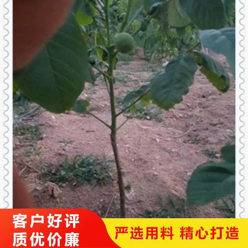 核桃苗板栗苗工廠直營