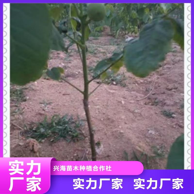 核桃苗山楂苗源頭廠家來(lái)圖定制