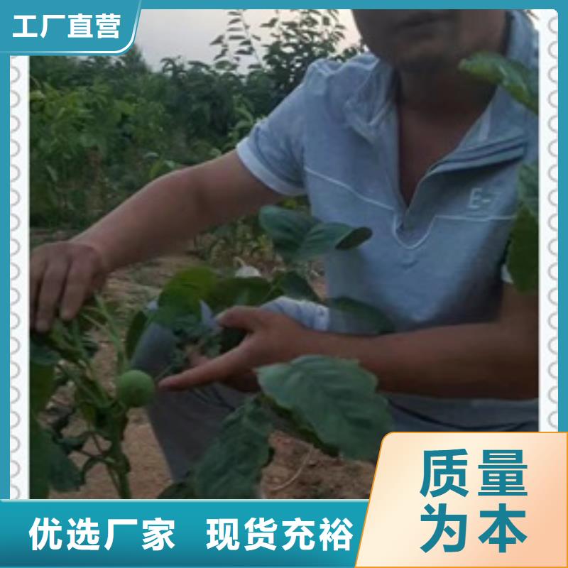 核桃苗山楂苗源头厂家来图定制