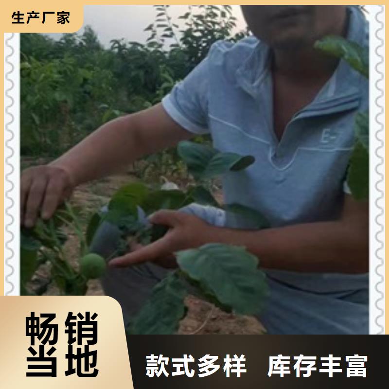 核桃苗山楂苗源头厂家来图定制
