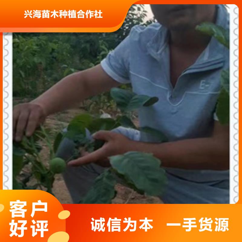 核桃苗山楂苗源头厂家来图定制