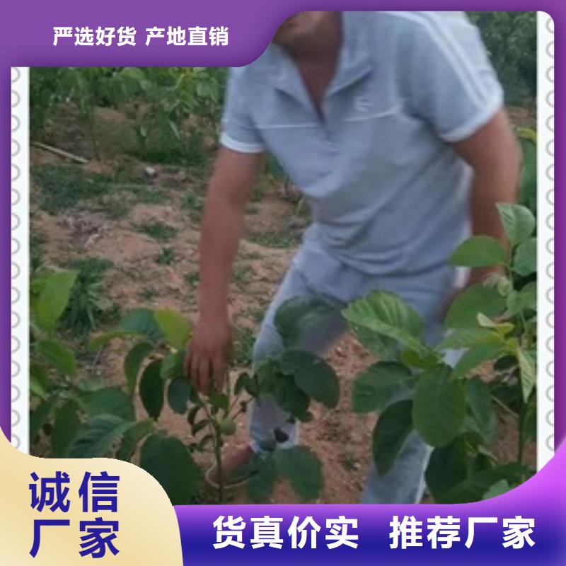 核桃苗藍(lán)莓苗質(zhì)量?jī)?yōu)選
