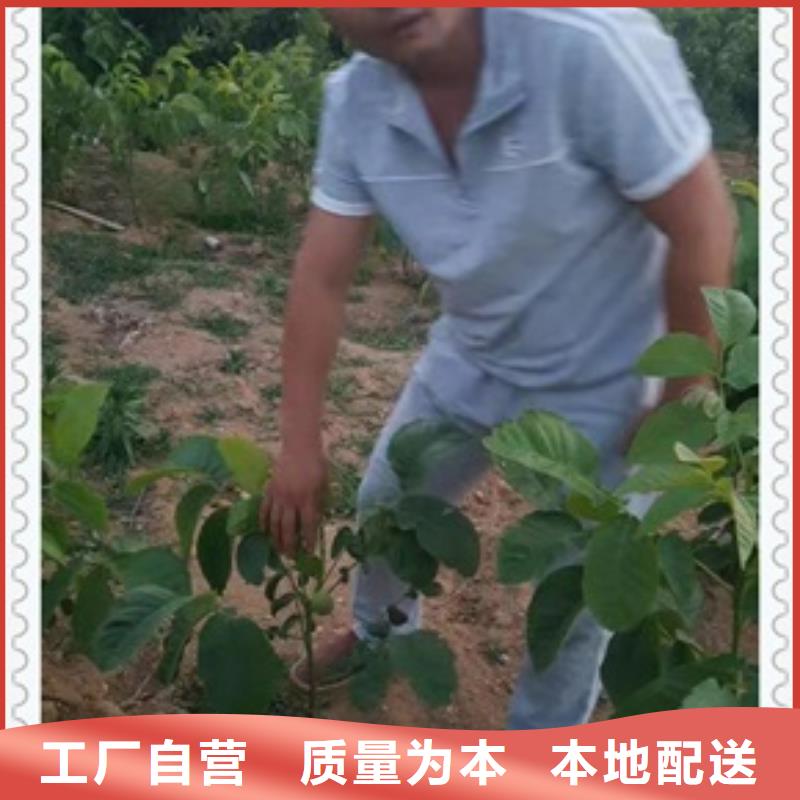 核桃苗,山楂苗工艺层层把关