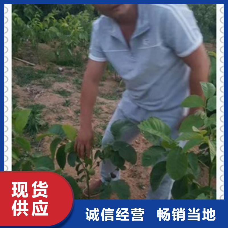核桃苗苹果苗工厂价格