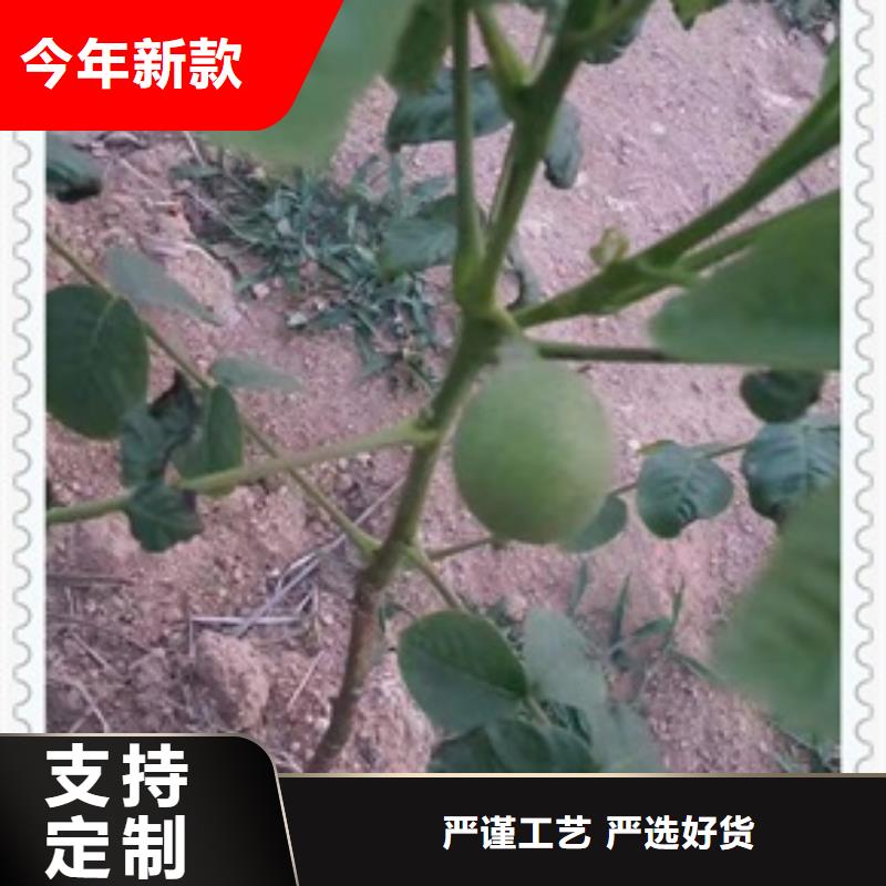 核桃苗山楂苗品質(zhì)做服務(wù)