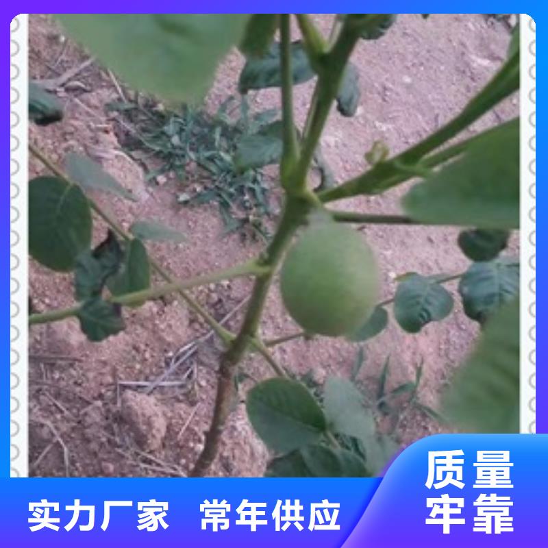 核桃苗苹果苗工厂价格
