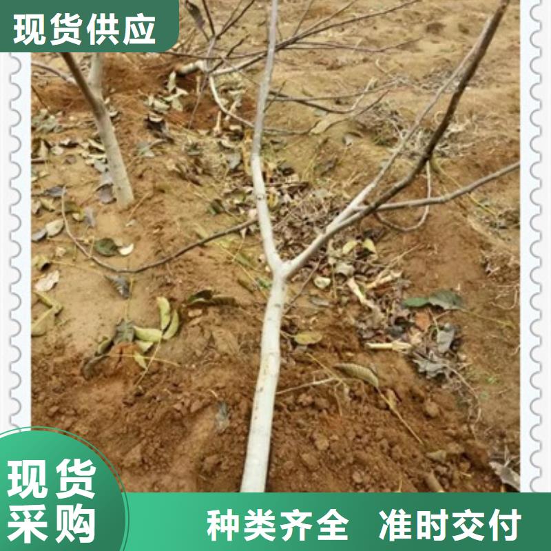 核桃苗藍(lán)莓苗質(zhì)量?jī)?yōu)選